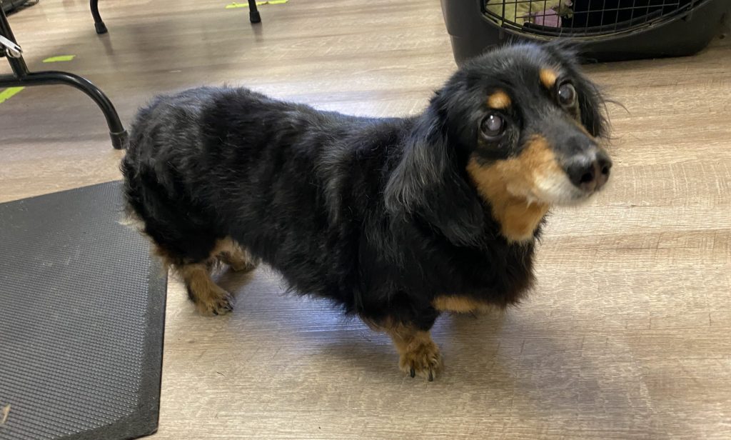 breed specific trimming and grooming