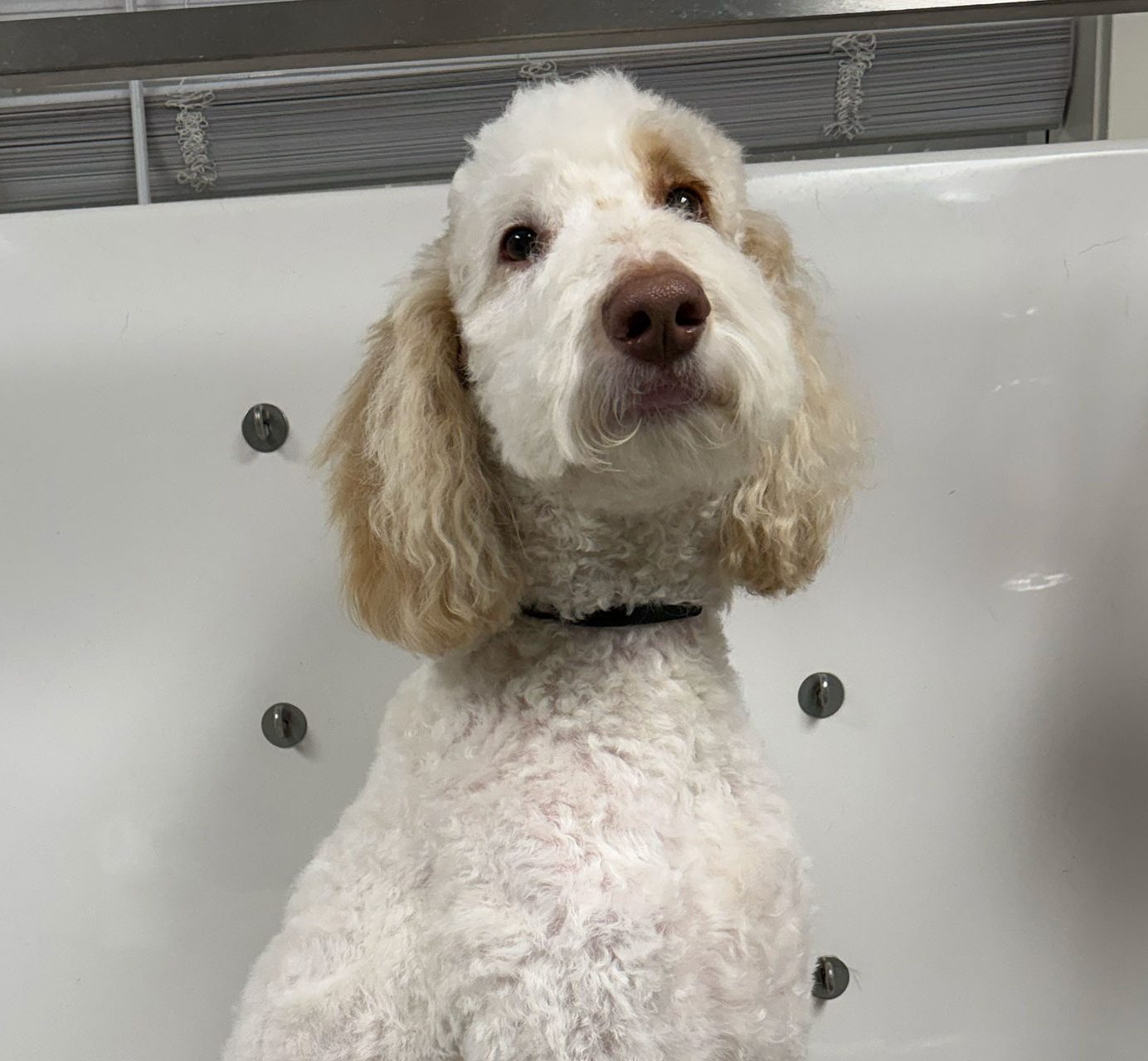 Doodle in a dog bath being groomed
