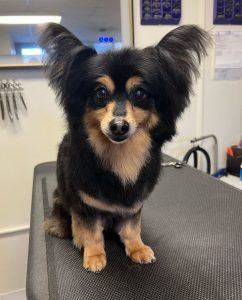 black and brown pomeranian/papillon mix dog freshly groomed