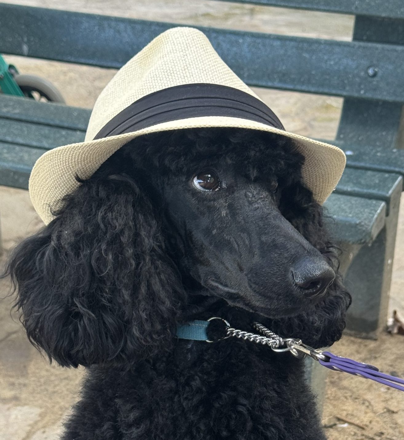 Healthy beach dog in Kailua, HI