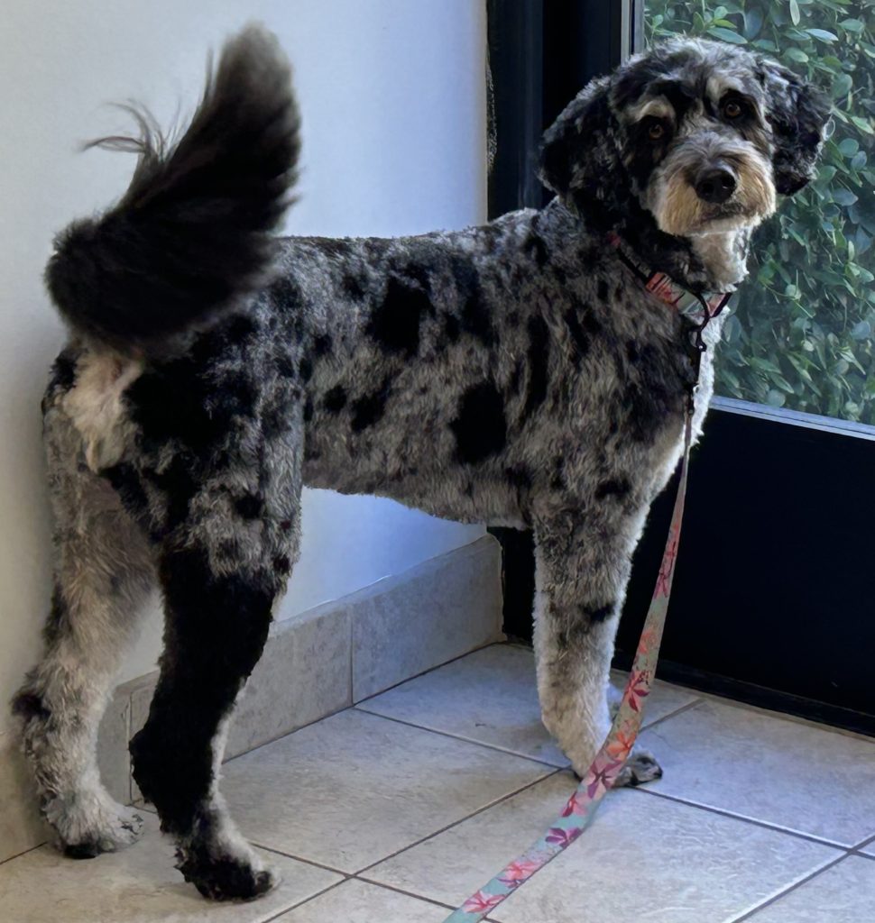 Freshly groomed dog with healthy coat at Kailua Pets in Kailua, HI