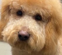 Brushing Between Grooms: A Simple Plan for Your Dog’s Comfort